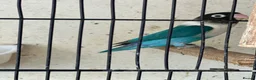 Lovebirds birds for sale: Lovebirds  - Advert 11
