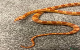 Corn Snake reptiles for sale: 15 Month Old Corn snake with set up  - Image 4
