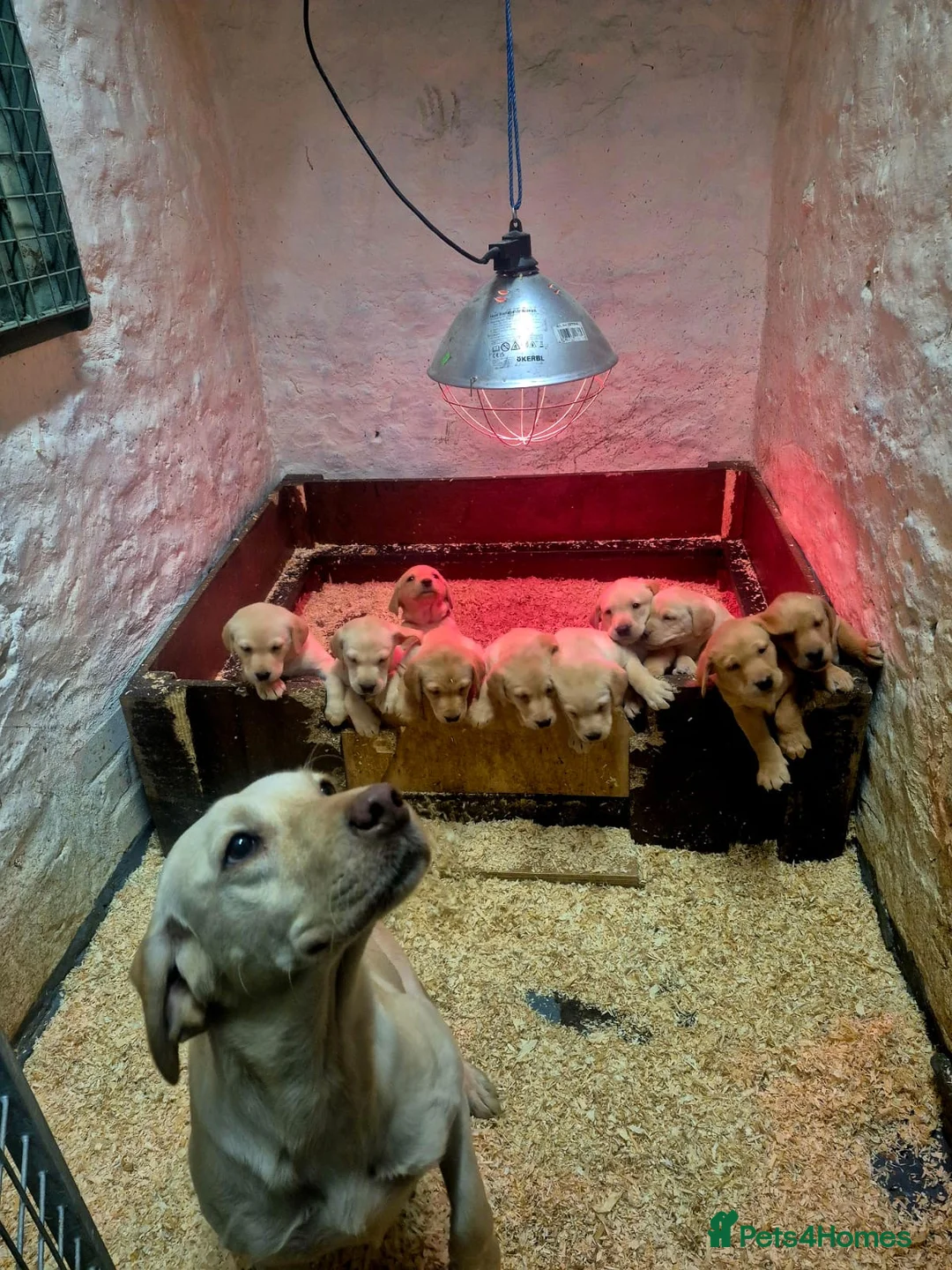 Labrador Retriever dogs for sale: Working Yellow And Red Labrador puppy’s! - Advert 12