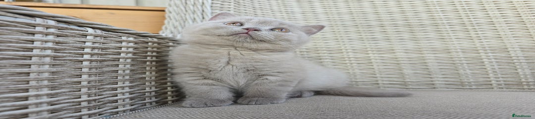 British Shorthair Kitten 4