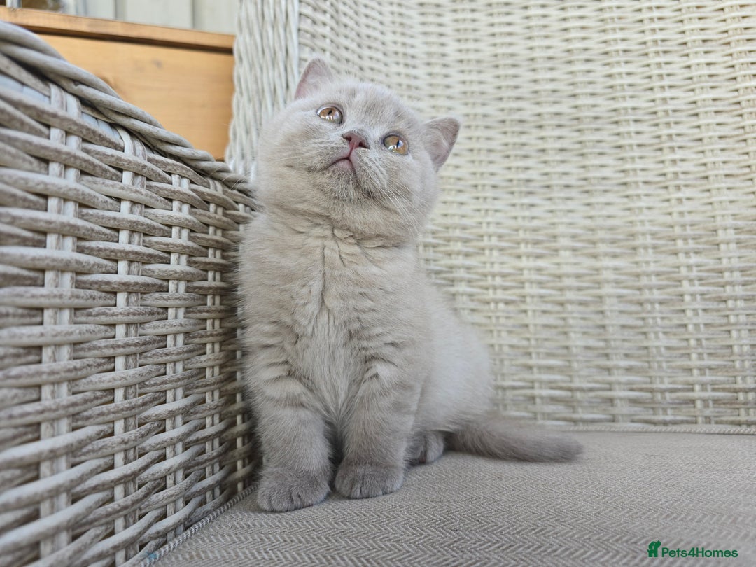 British Shorthair cats for sale: Stunning British Shorthair Kittens  - Image 5