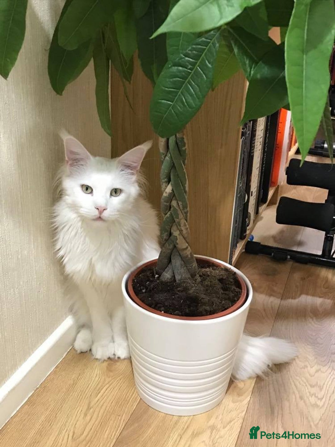 Maine Coon cats for sale: Beautiful White Maine Coon Male 6 Years Old £830  - Advert 7