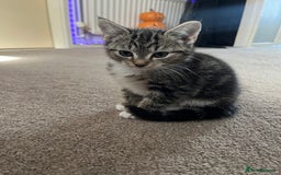 Domestic Shorthair cats for sale: 3 female kittens  - Image 11