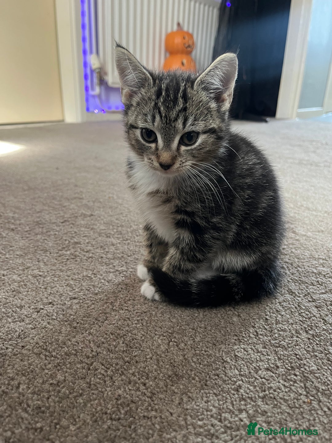 Domestic Shorthair cats for sale: 3 female kittens  - Image 11