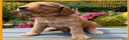 Cockapoo dogs for sale: Gorgeous Fox Red F1 Cookapoos  - Advert 17