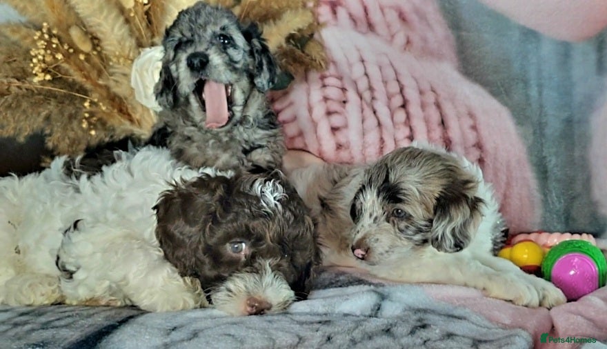 Mixed Breed dogs F1B MINI GOLDENDOODLES READY NOW  - Advert 2