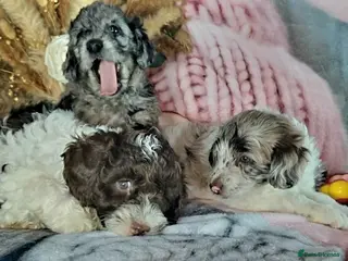 Mixed Breed dogs F1B MINI GOLDENDOODLES READY NOW - Advert 1