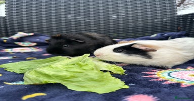 Guinea Pig rodents - Advert 4