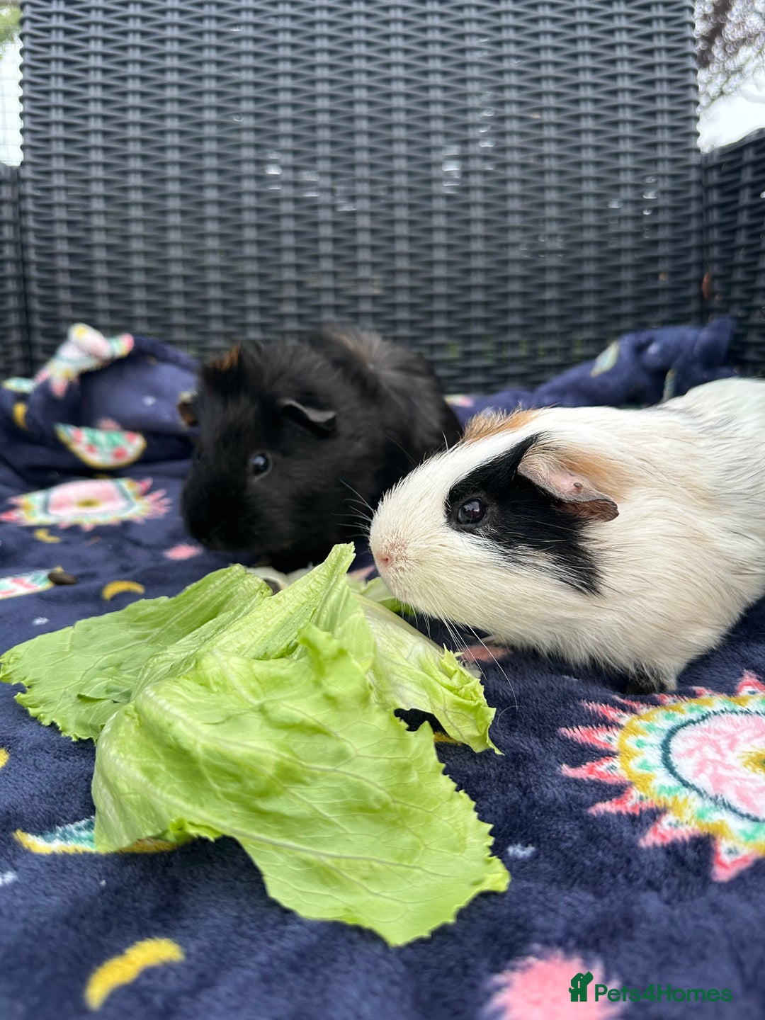 Guinea Pig rodents for sale: 4 lovely bonded boys Avalible 🩵 - Image 2