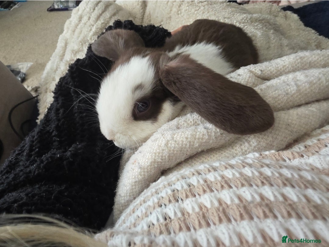 Mini Lop rabbits 🤎 Beautiful Chocolate Split VM Mini Lop Doe - Advert 16