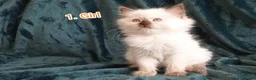 Ragdoll cats for sale: Ragdoll kitten. 2 Girls and 1 Boy  in Coventry - Advert 17