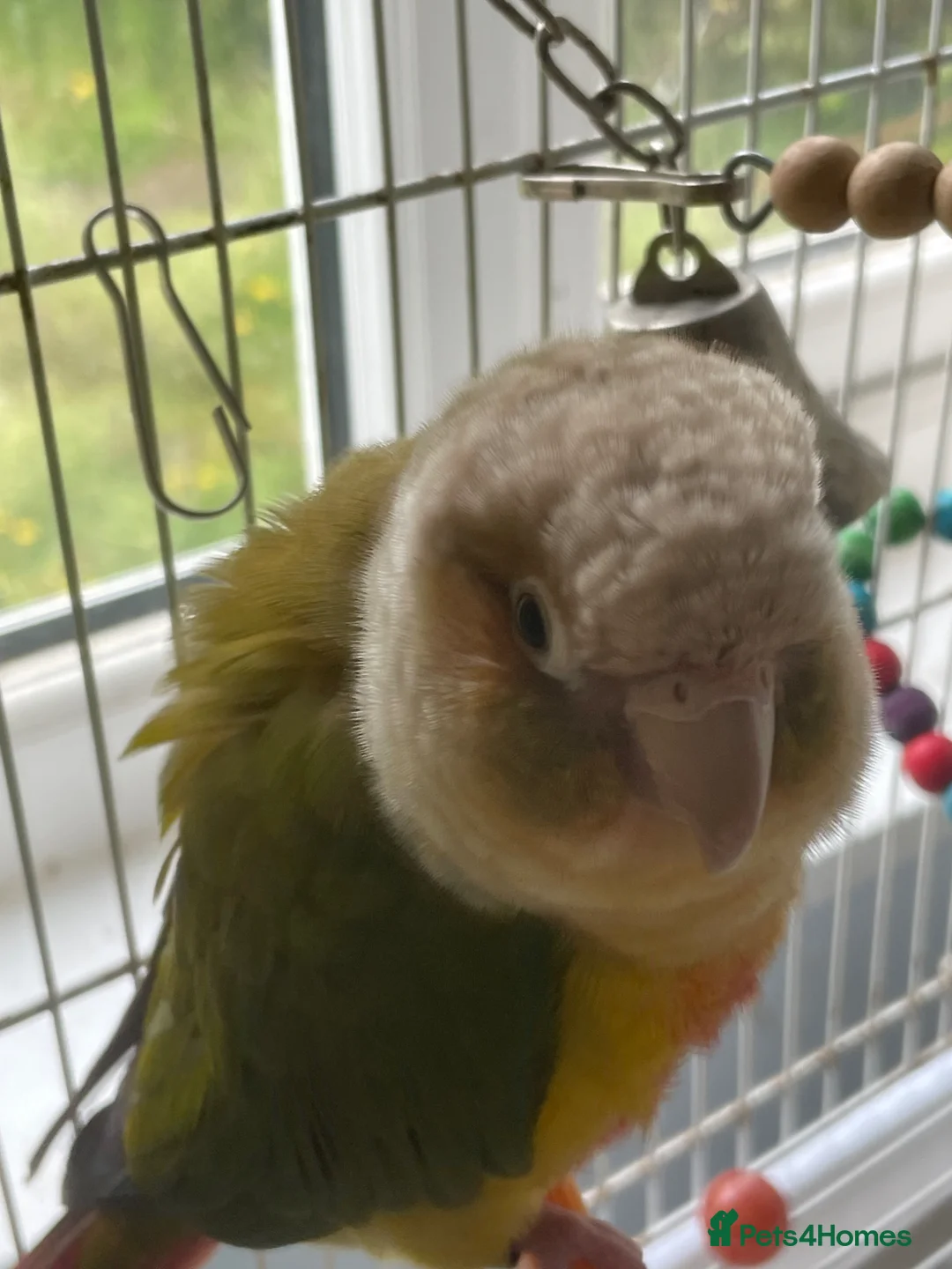 Conures birds for sale: Pineapple Conure  in Ludlow - Advert 1