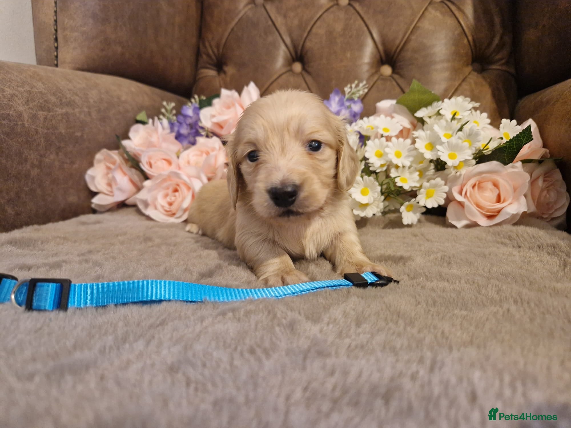 Miniature Dachshund dogs Kc long hair mini cream dachshund eeii /shaded  - Advert 1