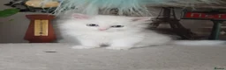 Siberian cats for sale: Purebred Siberian male kittens. - Advert 10