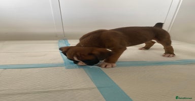 Boxer dogs - Advert 11