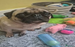 Pug dogs for sale: Beautiful small female pug 7 years  - Image 5