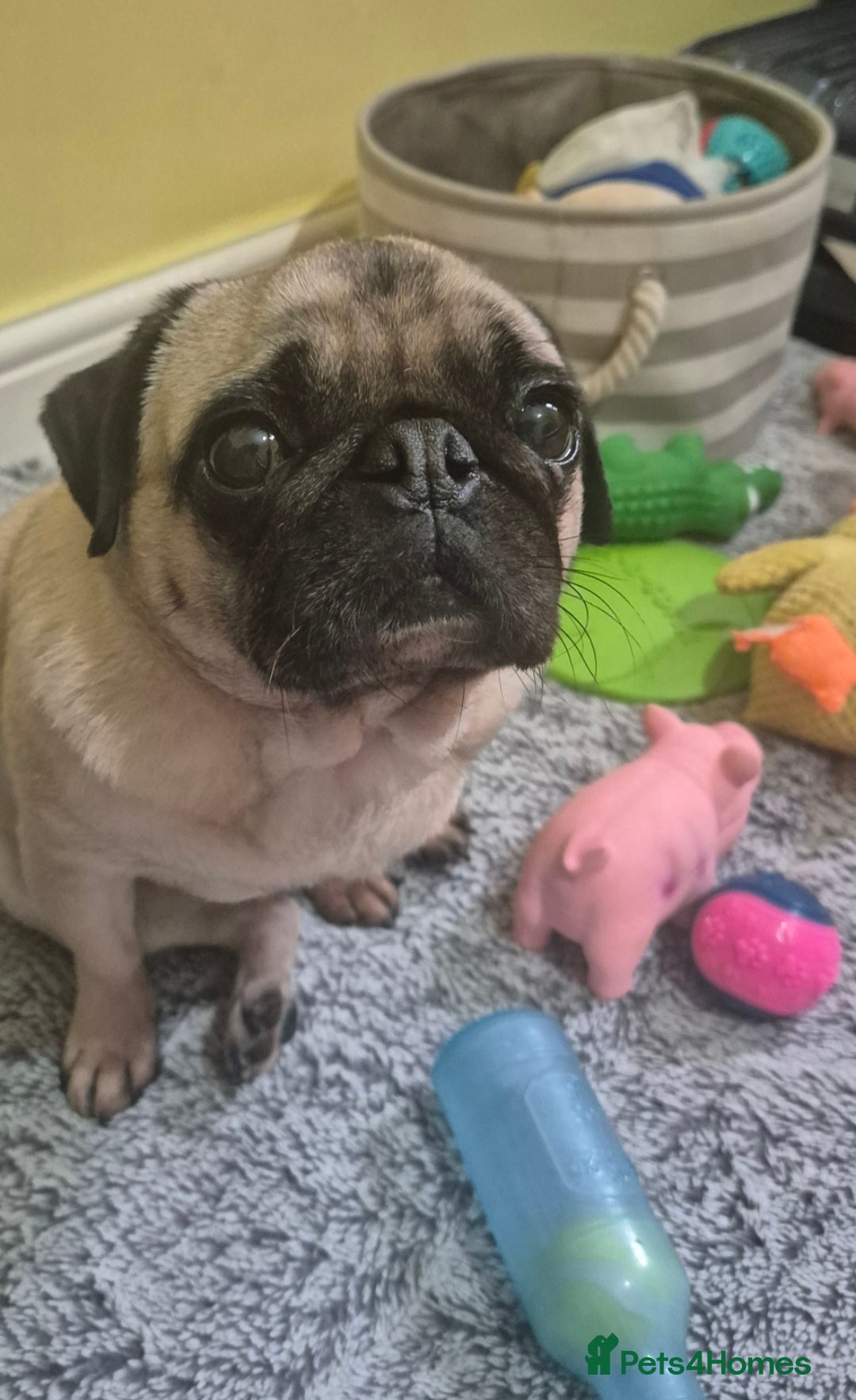 Pug dogs for sale: Beautiful small female pug 7 years  - Image 5