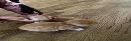Domestic Shorthair cats for sale: Two Male Ginger Kittens  - Advert 2
