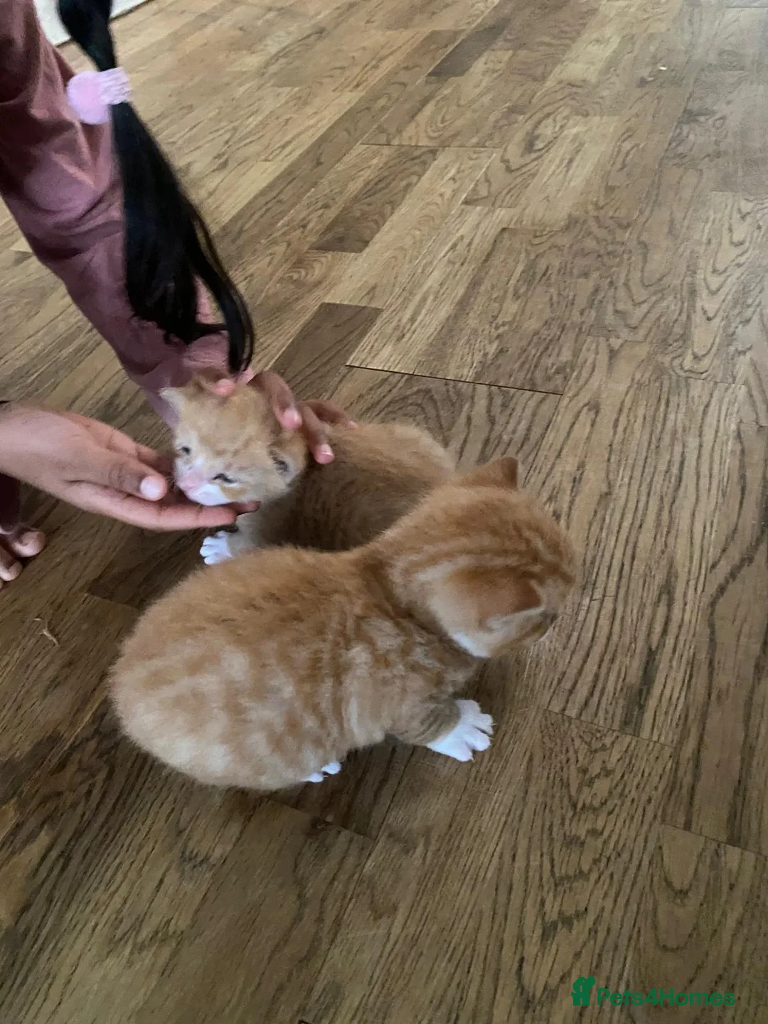 Domestic Shorthair cats for sale: Two Male Ginger Kittens  - Advert 2