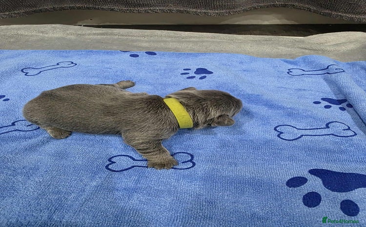 French Bulldog dogs French bulldog pup - Advert 5