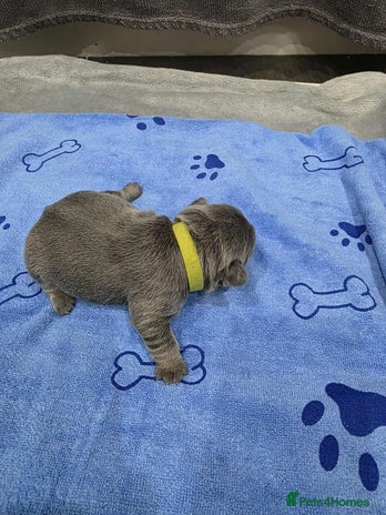 French Bulldog dogs French bulldog pup - Advert 8