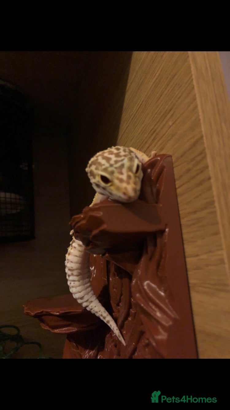 Leopard Gecko reptiles Leopard Gecko female  - Advert 1