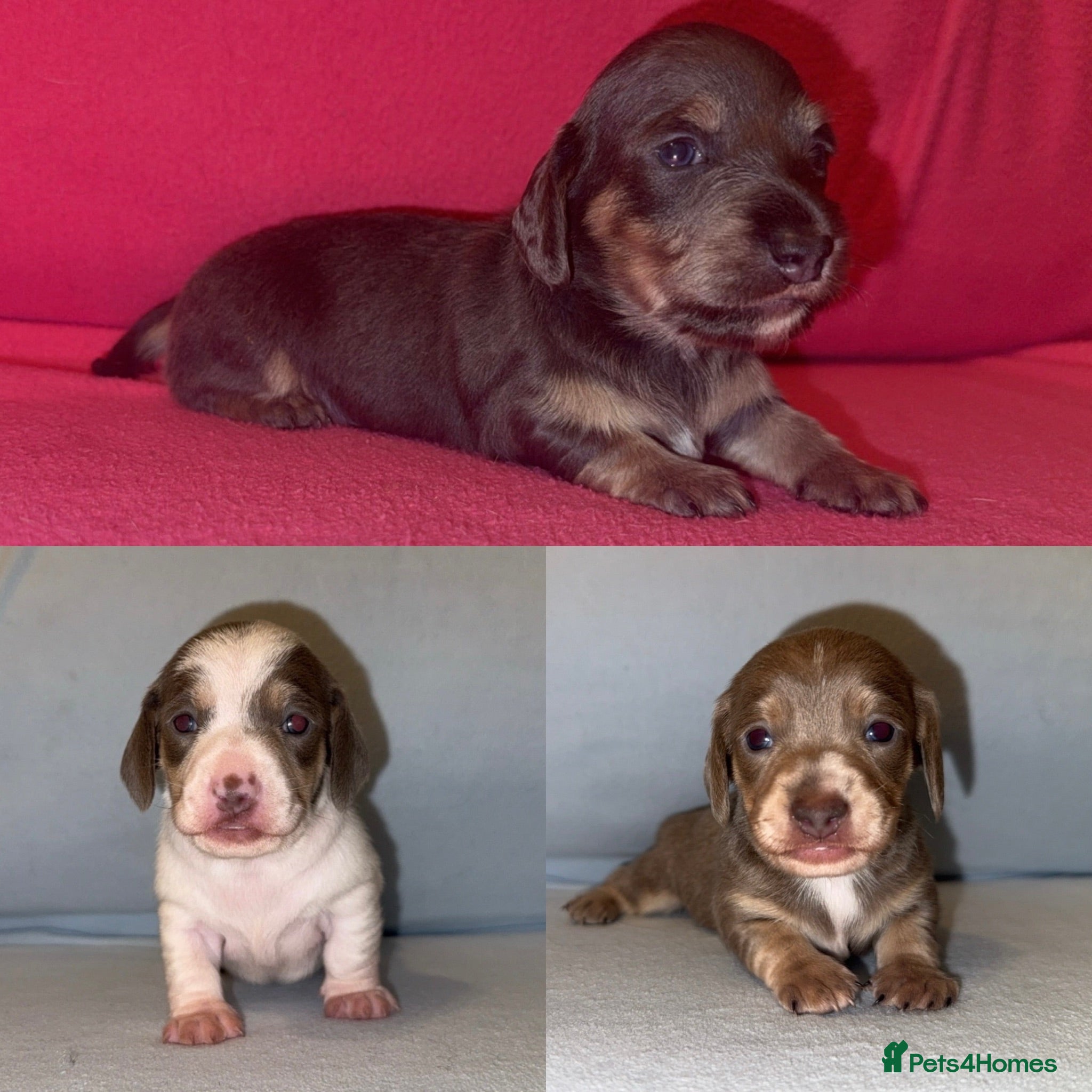 Miniature Dachshund dogs Quality Miniature Dachshunds - Advert 12