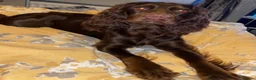 Cocker Spaniel dogs for sale: Cocker spaniel  - Advert 7