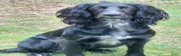Cocker Spaniel dogs for sale: Cocker Spaniel Puppies in Thetford - Advert 1