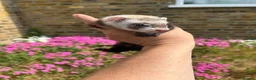 Ferret rodents for sale: Ferret kits  - Advert 6