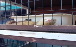 Ferret rodents for sale: 2 jill micros ready to leave  - Image 5