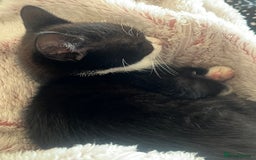 Mixed Breed cats for sale: Affectionate playful kittens - Image 6