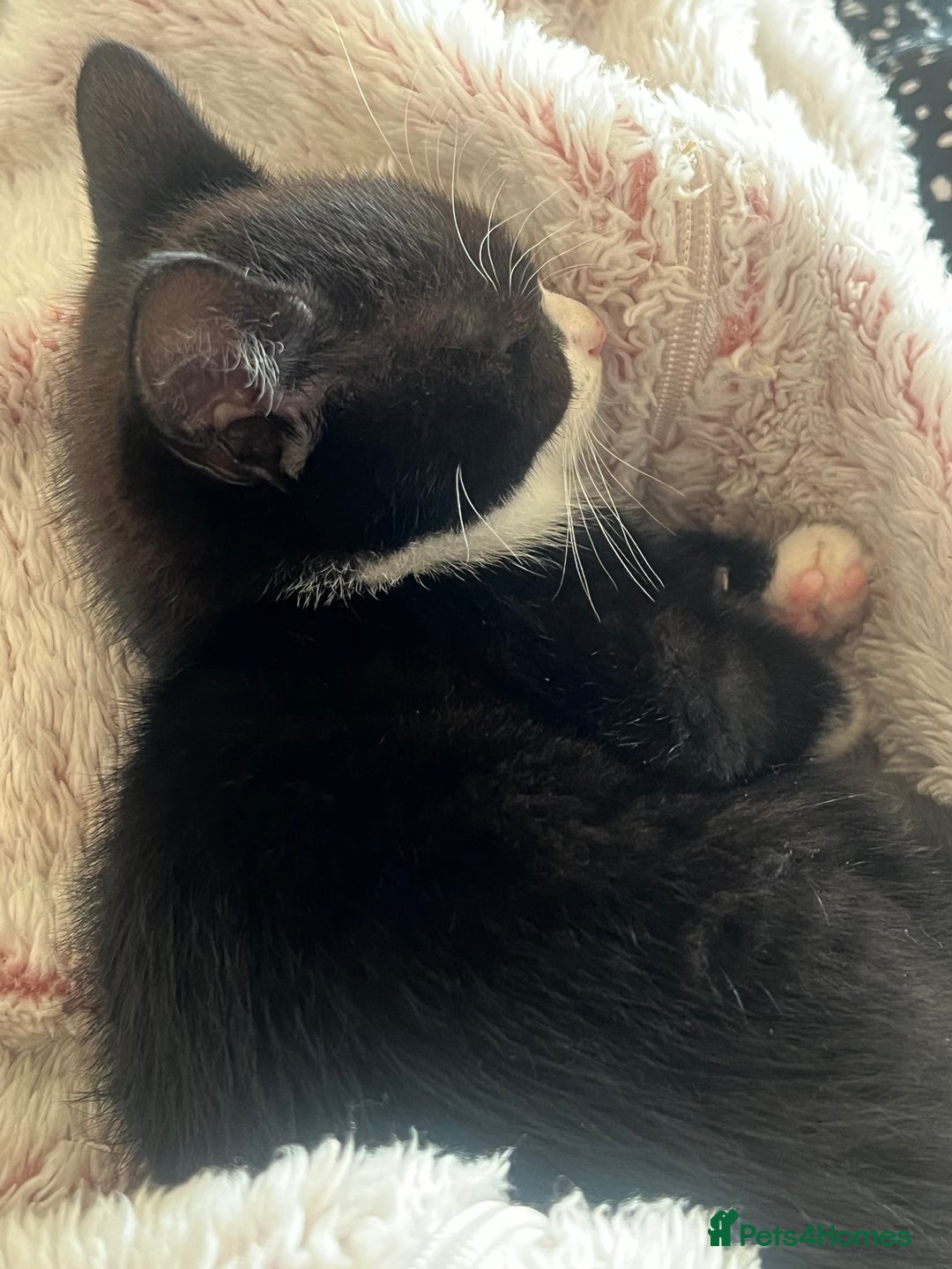 Mixed Breed cats for sale: Affectionate playful kittens - Image 6