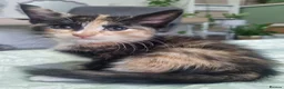 Mixed Breed cats for sale: Beautiful Calico girl - Advert 5