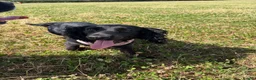 Cocker Spaniel dogs for sale: Rosie - Cocker Spaniel in Kidderminster - Advert 10