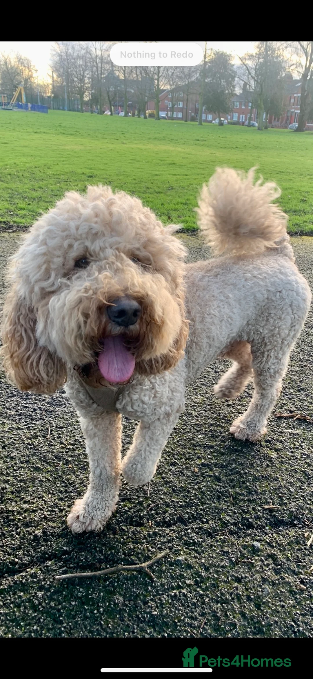 Labradoodle dogs for stud: Proven Extensive DNA health checked Stud in Warrington - Advert 9