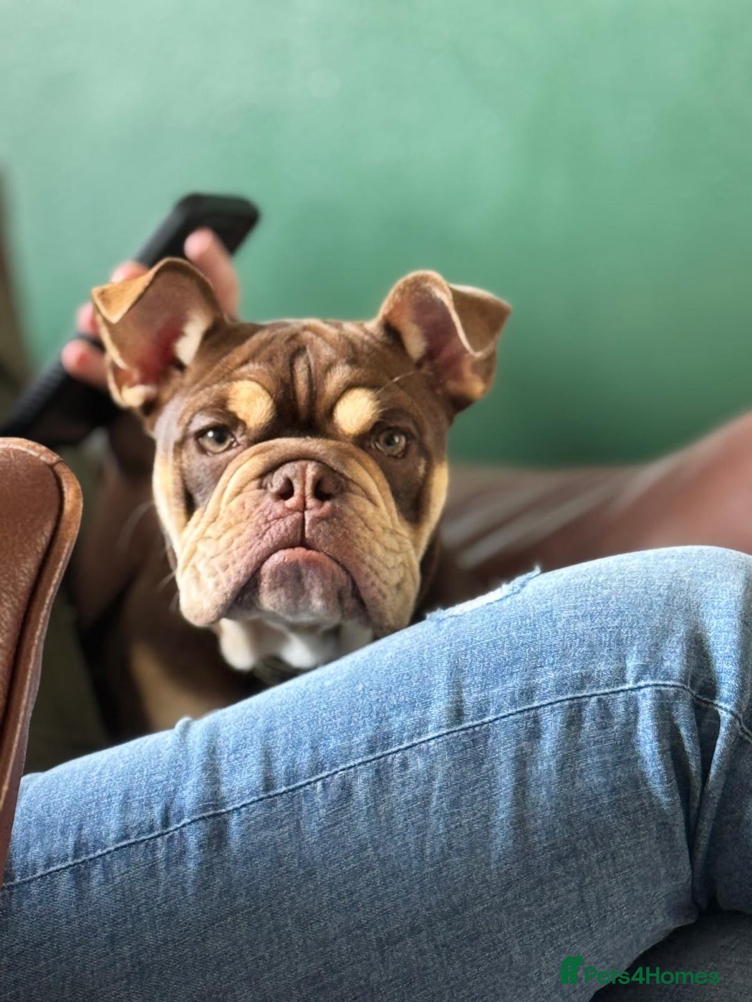 English Bulldog dogs for sale: Broly  - Image 1