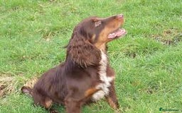 Cocker Spaniel dogs for sale: Cocker Spaniel Puppy’s (🍫Merle)  - Image 8