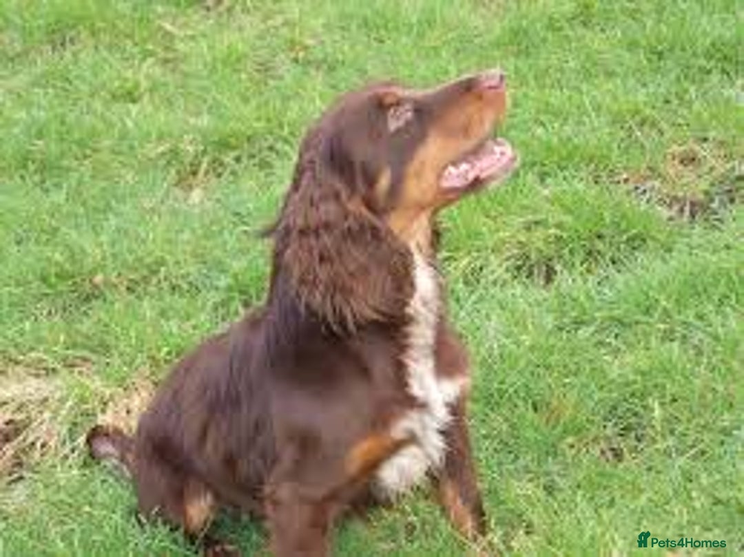 Cocker Spaniel dogs for sale: Cocker Spaniel Puppy’s (🍫Merle)  - Image 8