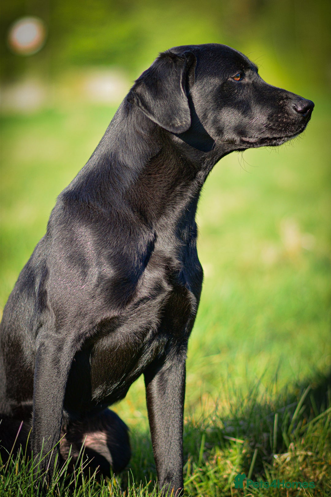 Labrador Retriever dogs for sale: KC registered puppies, health tested parents - Image 9