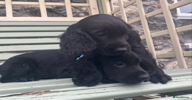 Cocker Spaniel dogs - Advert 1