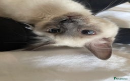 Ragdoll cats for sale: 🐾 Ragdoll Kittens Ready for Their Forever Homes  - Image 12