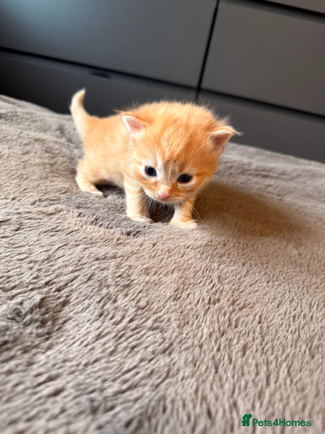 Mixed Breed cats for sale: Beautiful Ginger tabby kittens  - Advert 9