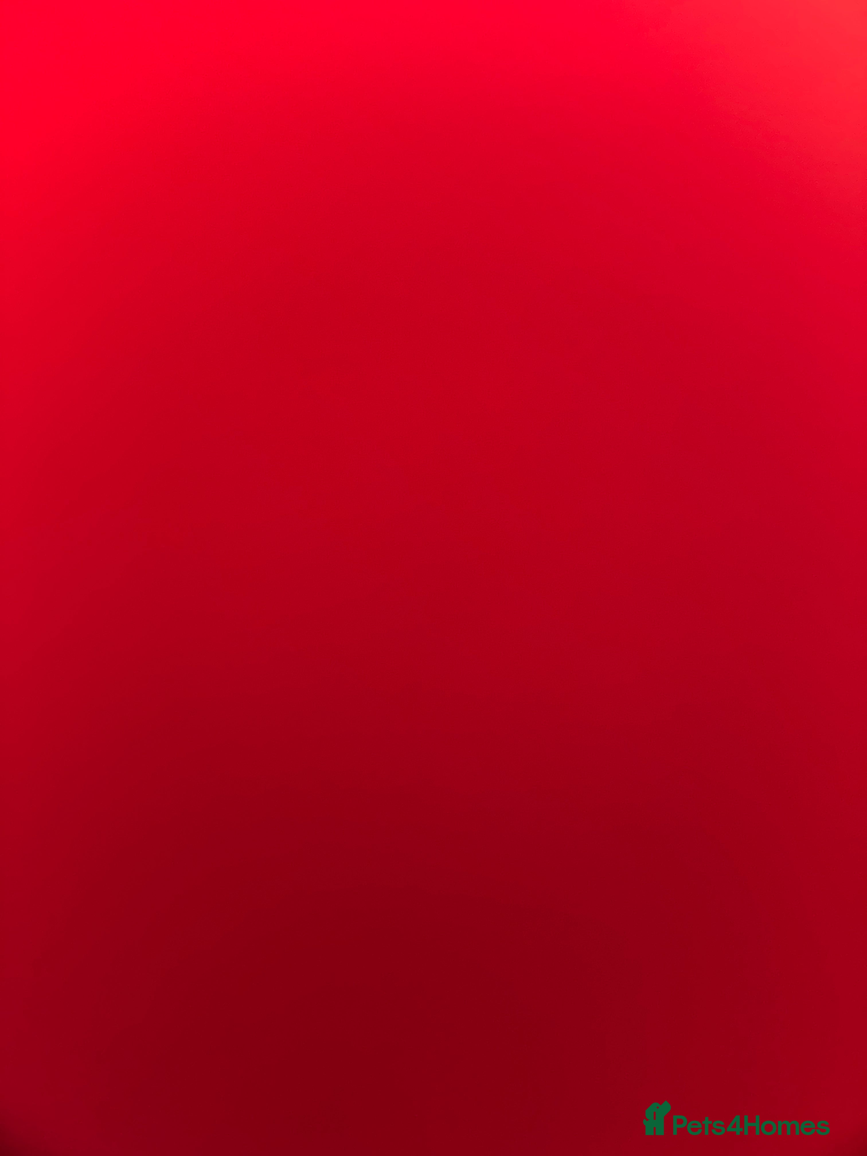 Labrador Retriever dogs Beautiful 11 week old Labrador  - Advert 1