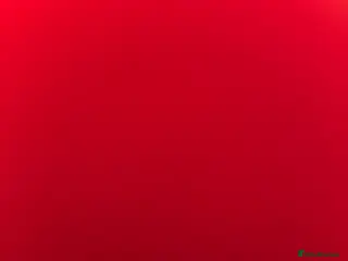 Labrador Retriever dogs Beautiful 11 week old Labrador - Advert 1