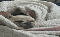 French Bulldog dogs for sale: Last pup, Rubyroo.  - Image 1