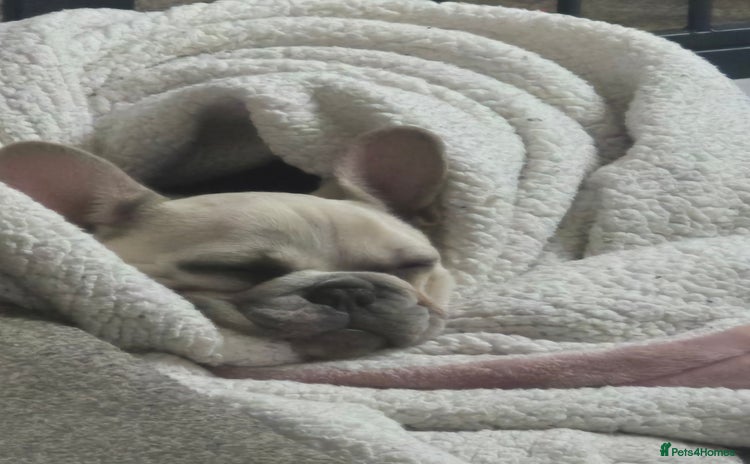 French Bulldog dogs - Advert 2