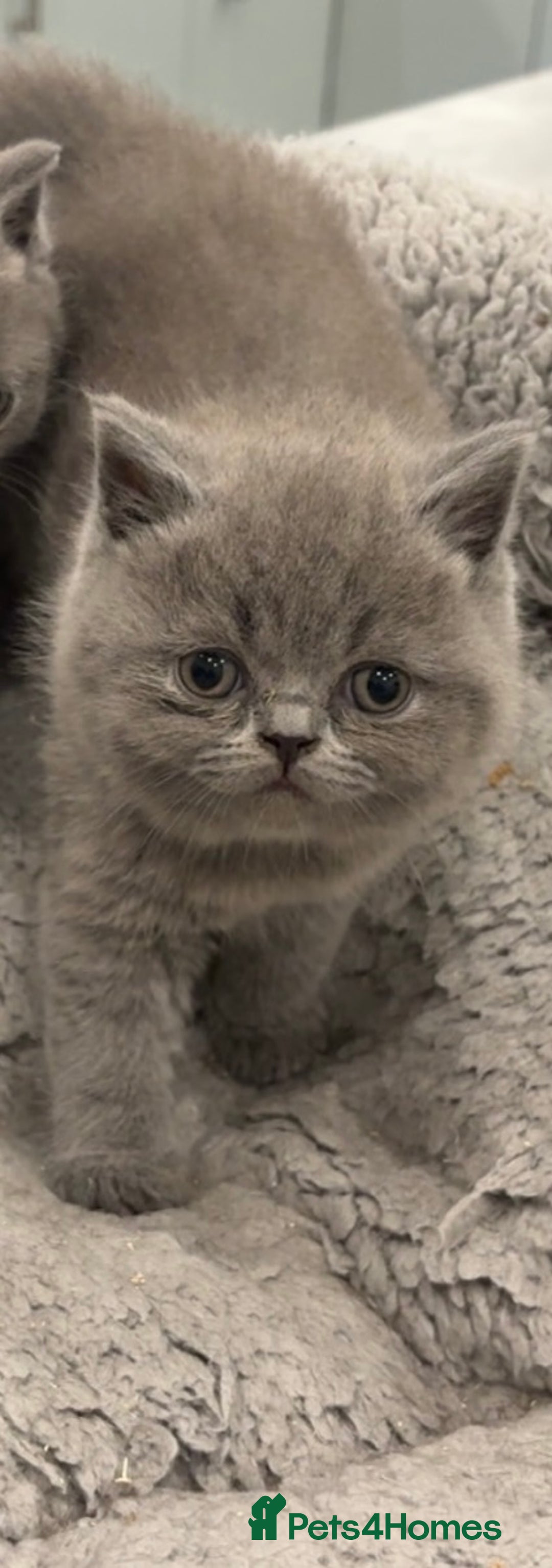 British Shorthair cats for sale: BSH kittens for sale from pedigree parents - Advert 36