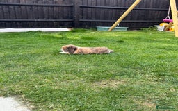 Mini Lop rabbits for sale: Autumn and freddo, bonded mini lops  - Image 10