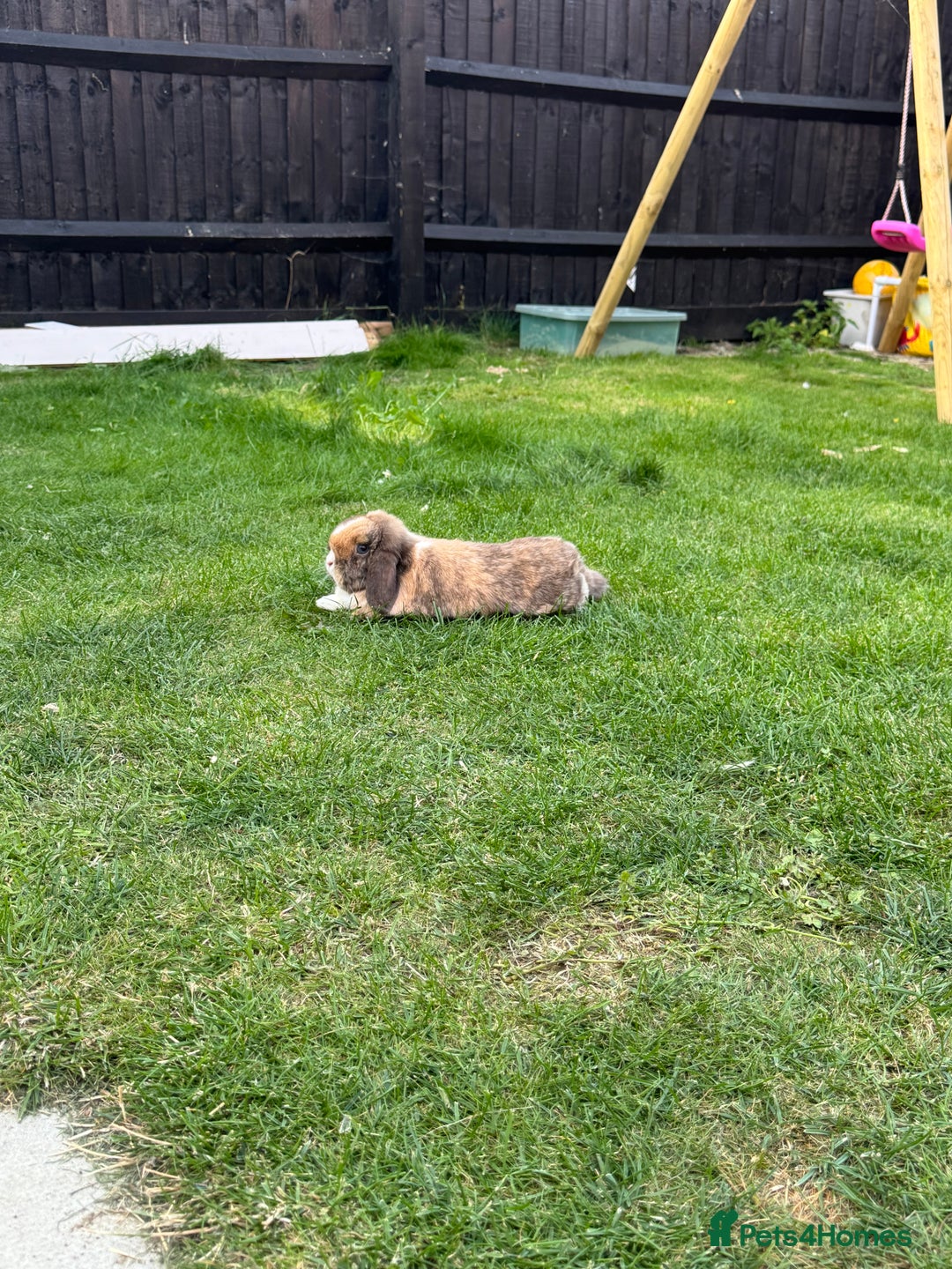Mini Lop rabbits for sale: Autumn and freddo, bonded mini lops  - Image 10